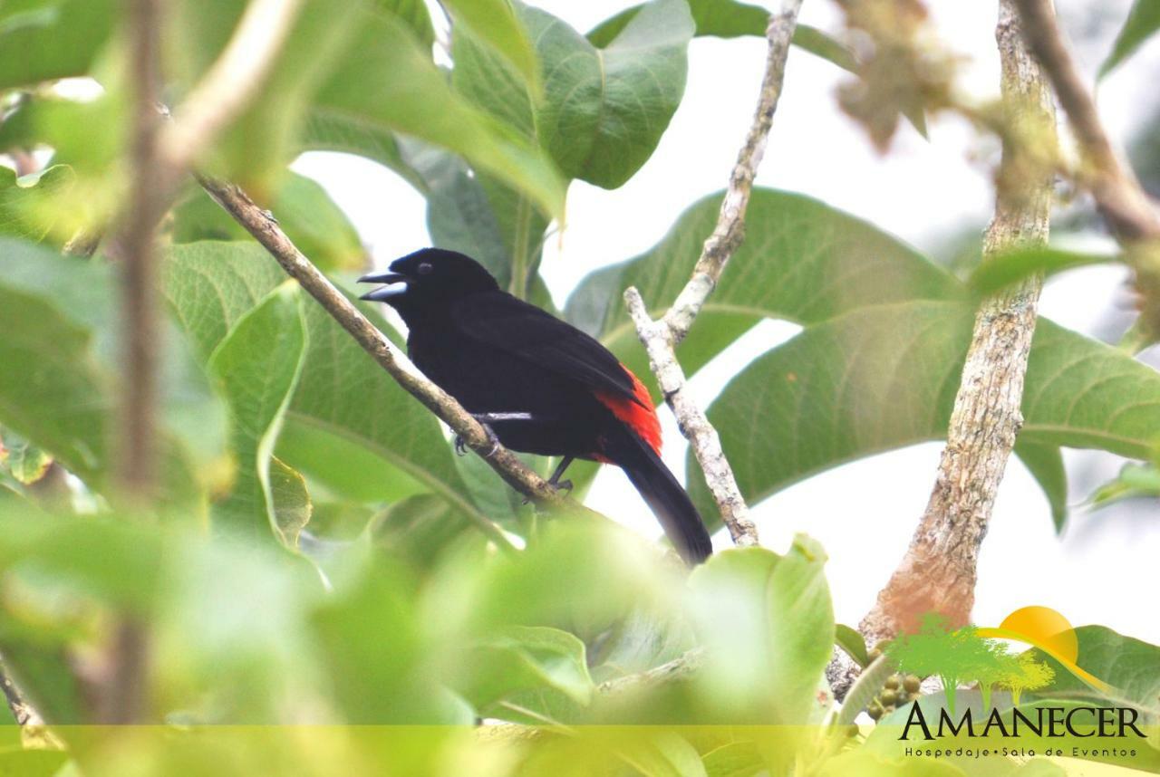 Hospedaje Amanecer Bed & Breakfast Turrialba Dış mekan fotoğraf